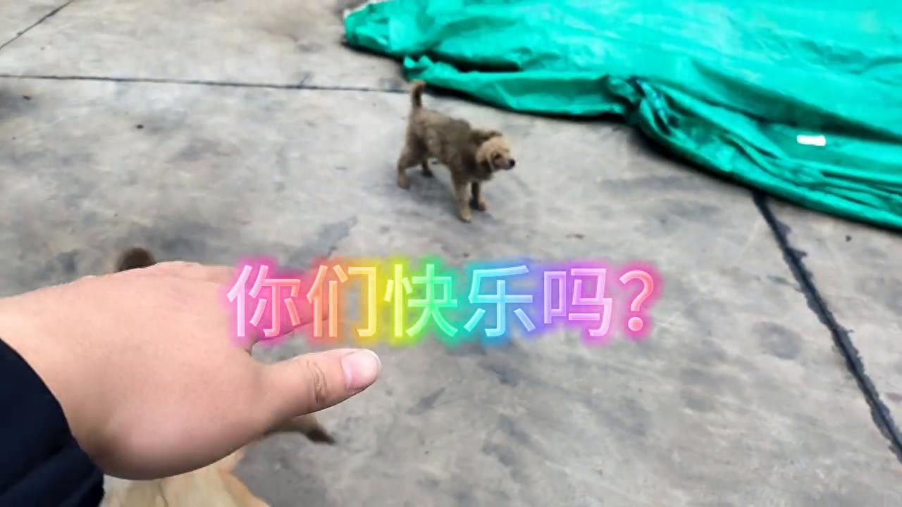 我问狗狗，你们快乐吗？