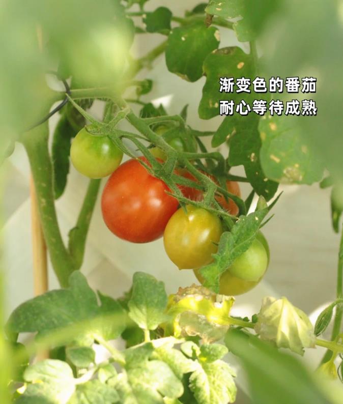 浙江姑娘的6㎡北阳台走红：封闭式设计，养花种菜，住着美滋滋