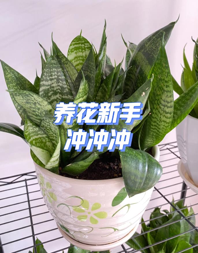 浙江姑娘的6㎡北阳台走红：封闭式设计，养花种菜，住着美滋滋