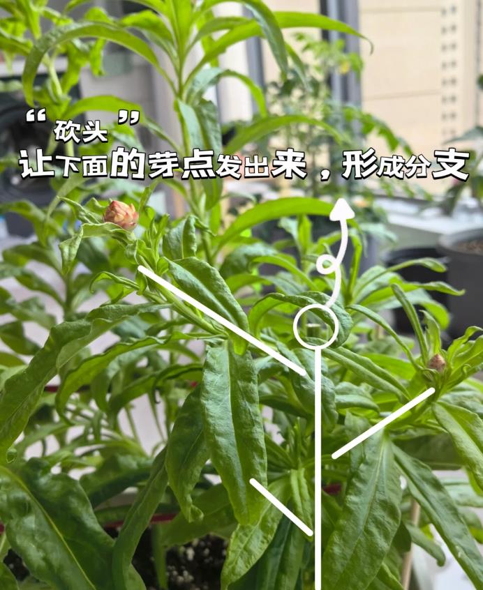 浙江姑娘的6㎡北阳台走红：封闭式设计，养花种菜，住着美滋滋