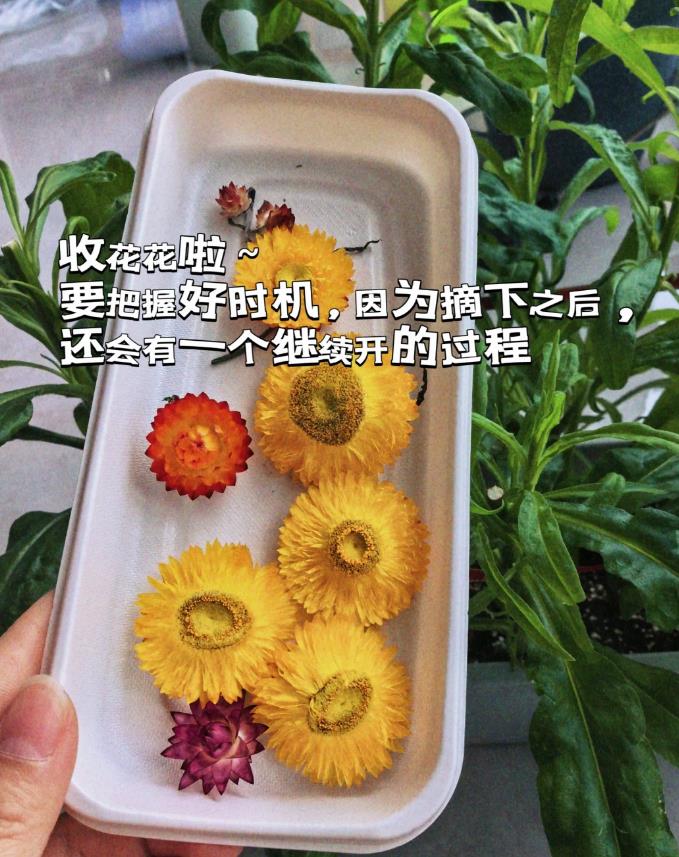 浙江姑娘的6㎡北阳台走红：封闭式设计，养花种菜，住着美滋滋