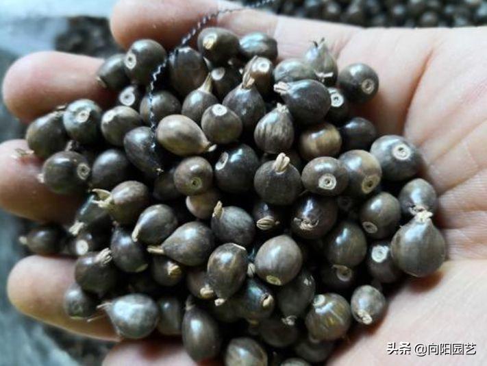 The \"grass beads\" on the roadside in the countryside have many uses. They can be worn into bracelets and used as door curtains.
