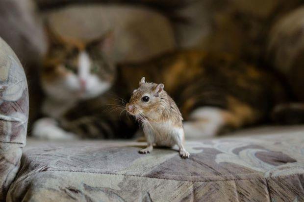 An American engineer invented a smart door that can lock \"killer\" cats